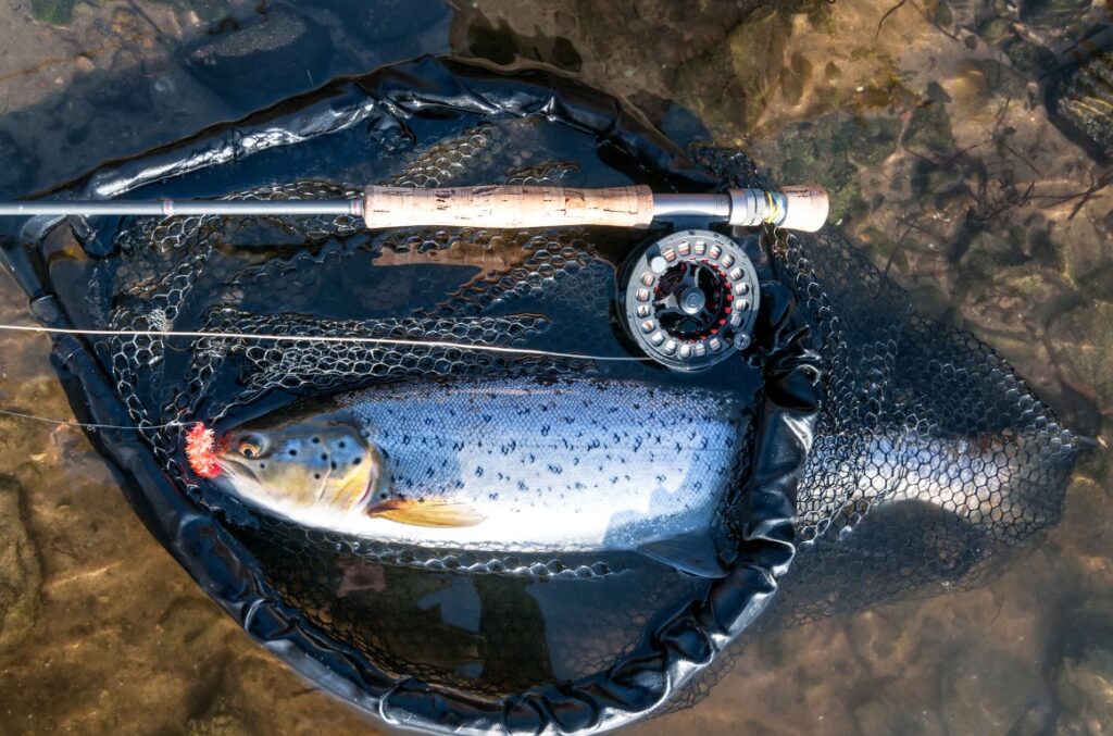 Havørred fanget på flue