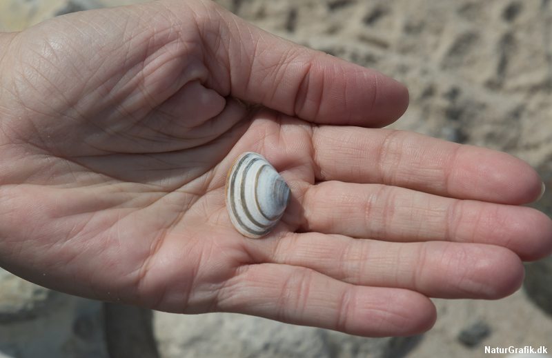 hvad finder jeg på stranden